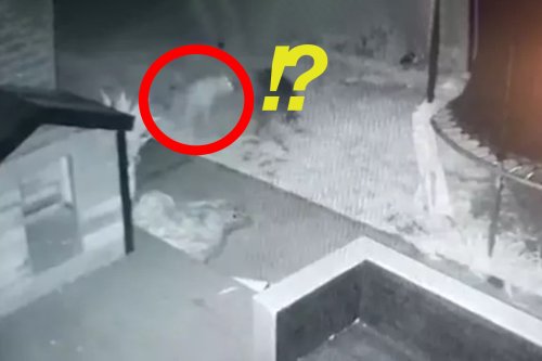 Cette caméra connectée a-t-elle vraiment filmé un chien qui joue avec un fantôme ?