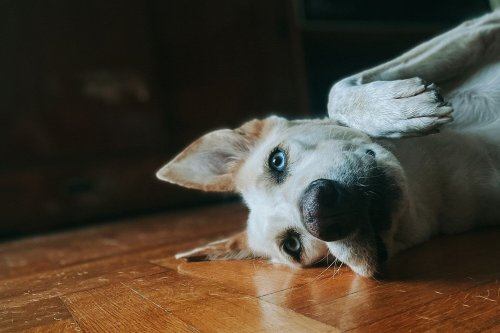 Classement des chiens les plus intelligents : votre compagnon fait-il partie du top ?
