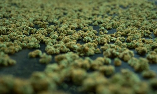 Committee endorses amended changes to cannabis industry regulations