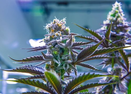 Colorado’s cannabis industry prepares for tough times