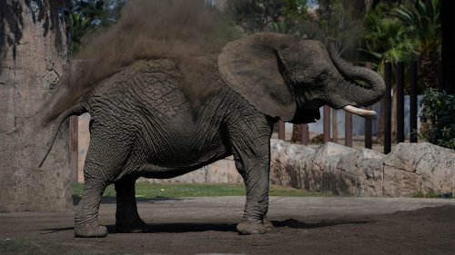 Mexico’s supreme court rules in favor of Ely, a depressed elephant at a zoo - The World from PRX
