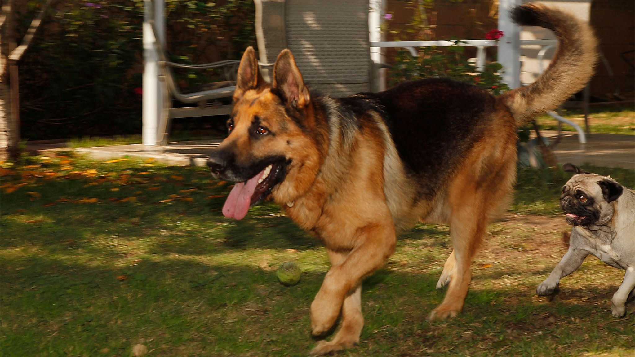 A new global study allows dogs to ‘talk’ to their owners by pressing buttons that say human words - The World from PRX