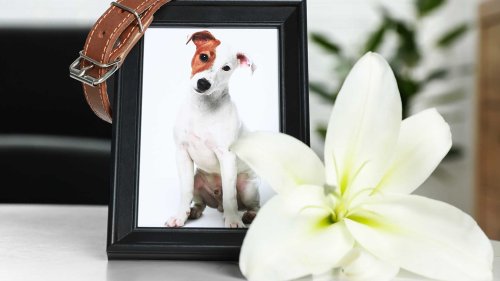 Peut-on enterrer son animal dans son jardin ? : la chronique de la vétérinaire Laetitia Barlerin
