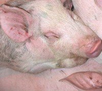 Afrikanische Schweinepest breitet sich in Italien aus