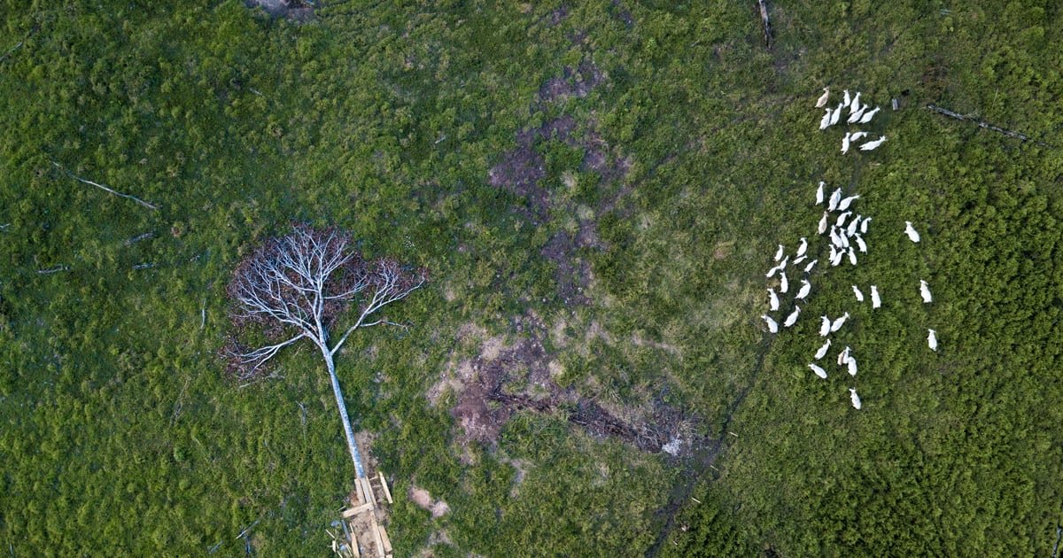 An (Even More) Inconvenient Truth: Why Carbon Credits For Forest Preservation May Be Worse Than Nothing