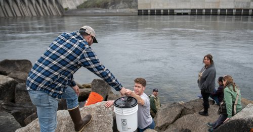 Biden Administration Commits $200 Million to Help Reintroduce Salmon in Columbia River