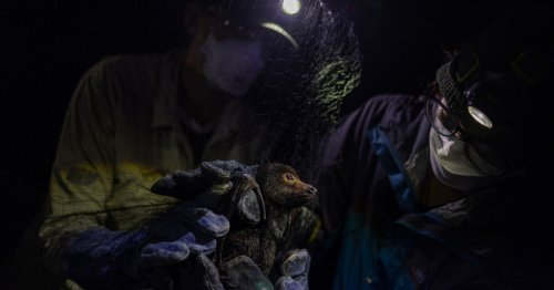 Funders Thought Watching Bats Wasn’t Important. Then She Helped Solve the Mystery of a Deadly Virus.