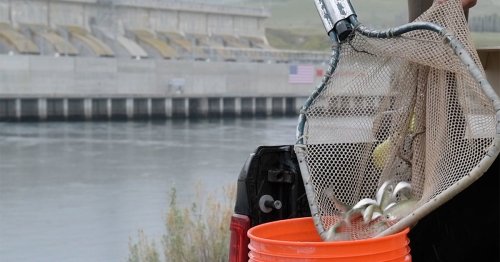 How a Federal Agency Is Contributing to Salmon’s Decline in the Northwest