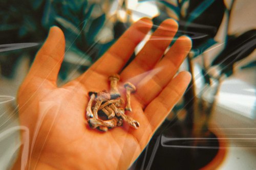 How to Grow Magic Mushrooms At Home | Psychedelic Spotlight