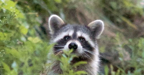 The Perks of Appreciating Wild Neighbors as Sentient Beings