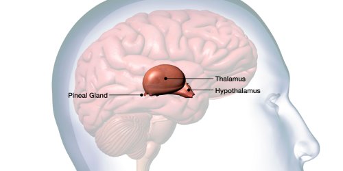 People with psychiatric disorders tend to have a smaller pineal gland