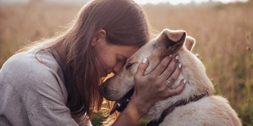 Dogs’ and owners’ hearts sync during interactions, research finds