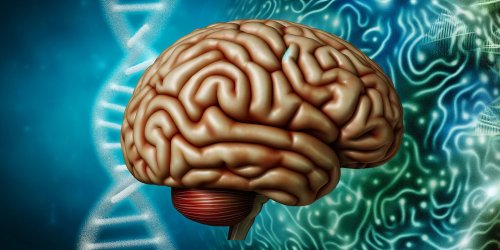 Genetics and brain functioning: Scientists uncover evidence of heritable neural activity