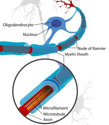 Neuroscience breakthrough: The essential role of oligodendrocytes in brain function
