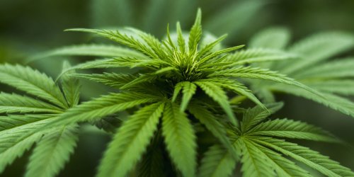 Scientists find overlapping dopamine activity in cannabis use disorder and psychosis