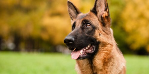 Dogs sniff out early signs of PTSD in breakthrough research
