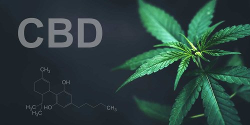 Nightly CBD linked to better morning mood but no changes in cognitive function