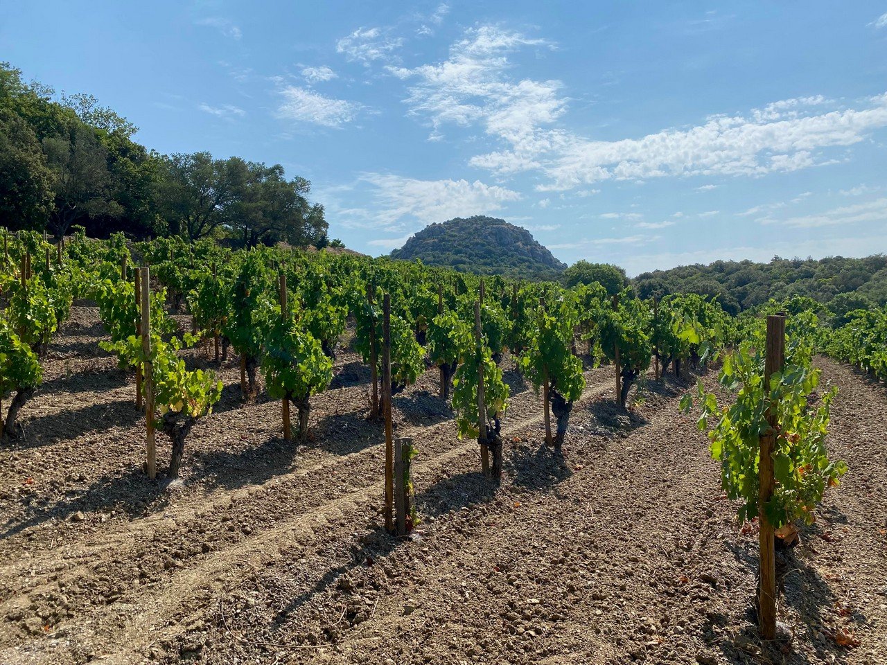 Visite du Clos du Temple, vin rosé unique au monde