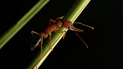 The Incredible Shrinking And Growing Brains Of Indian Jumping Ants