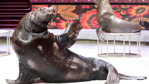 Maltraitance animale : sénateurs et députés s’accordent sur l’interdiction progressive des animaux sauvages dans les cirques et delphinariums