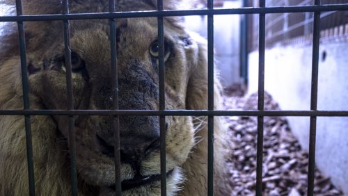 Maltraitance animale : sénateurs et députés s’accordent sur l’interdiction progressive des animaux sauvages dans les cirques et delphinariums