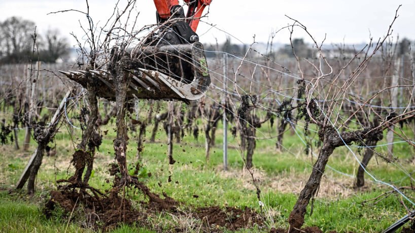 Vignes abandonnées : le Sénat adopte un texte pour encourager l’arrachage et lutter contre une maladie infectieuse