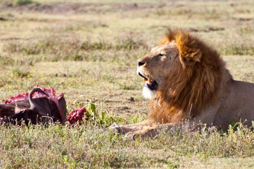 Op-Ed: Almighty God Versus Satan: The Lion Confronts the Jackals