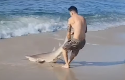 Video of Man Wrestling with Shark on Long Island Beach Goes Viral