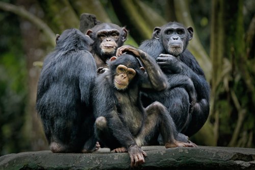 Op-Ed? If Humans Evolved from Apes, How Come We Still Have Apes?