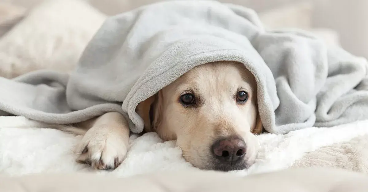Four-Legged Health Guides: Identifying and Managing Common Dog Issues
