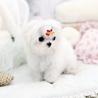 Richards Teacup Puppies for Sale - Buy teacup puppies Online - cover