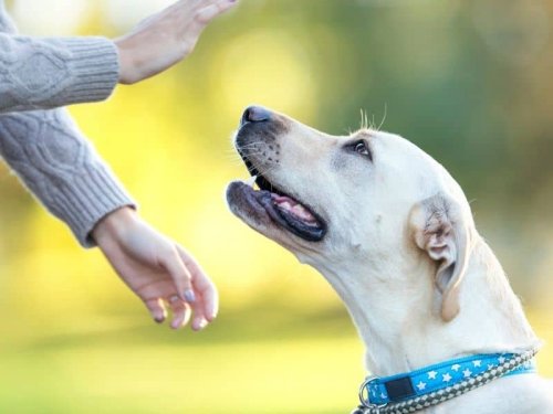 What Are the Common Hand Signals for Dogs? [11 Basic Dog Training Hand Signals]