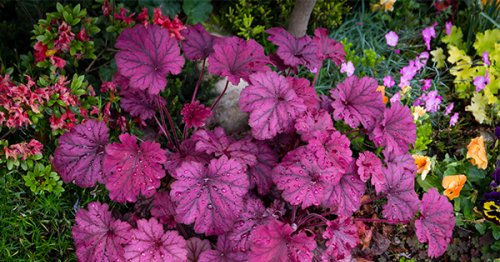 The 18 Best Plants with Pretty Foliage (Because Flowers Don’t Deserve All the Attention)