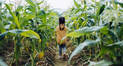 Looking for a Corn Maze Near NYC? Here Are 10 You’ll Be Happy to Get Lost In