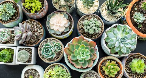 How to Water Succulents (Because Overwatering Is *Way* Too Common)
