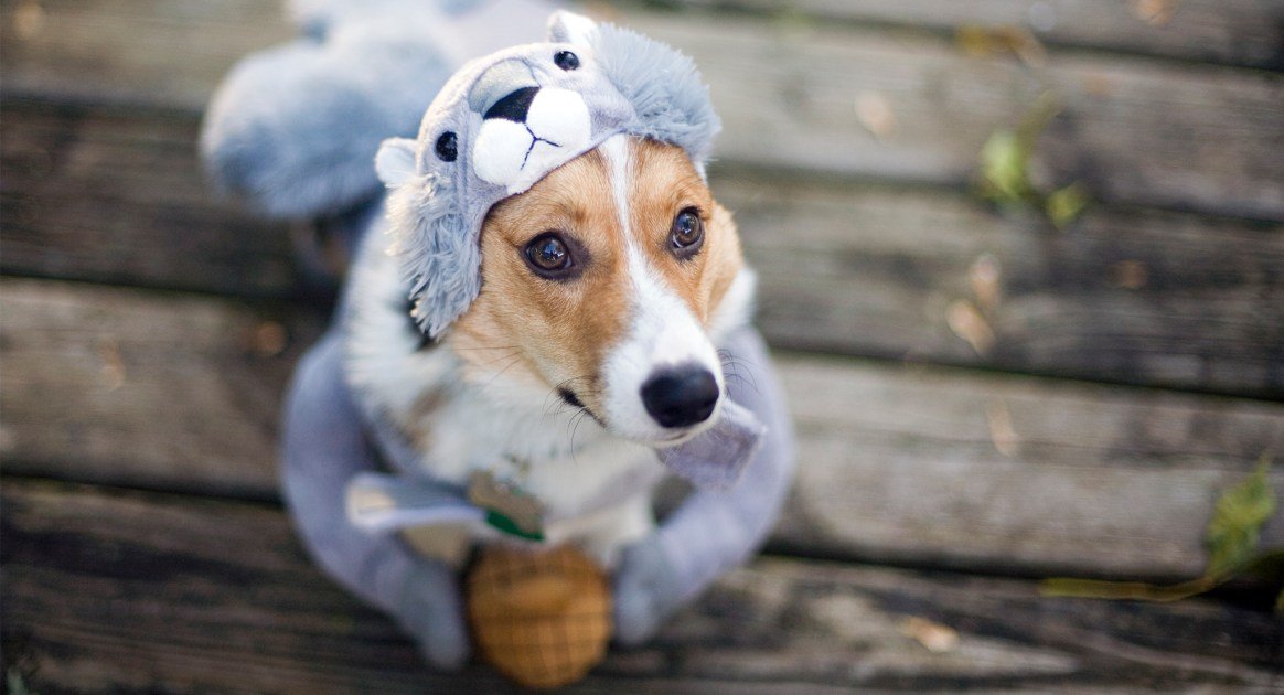 60 Funny Dog Halloween Costumes for the Silliest Pup You Know
