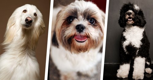 28 Non-Shedding Dogs (Because You’re Allergic but Desperate for a Pet)