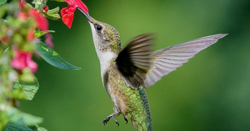How to Attract Hummingbirds to Your Garden (Because They’re Absolutely Stunning)