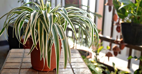 4 Spider Plant Benefits (Plus, How to Make Sure They Thrive)