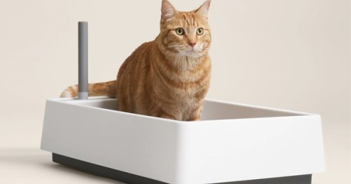 The 15 Best Cat Litter Boxes, from Self-Cleaning Robots to Tried-and-True Budget Savers