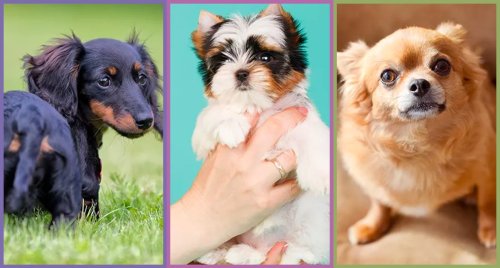 The 20 Cutest and Smallest Dog Breeds for Itty-Bitty Apartments, Easy Airplane Travel and More