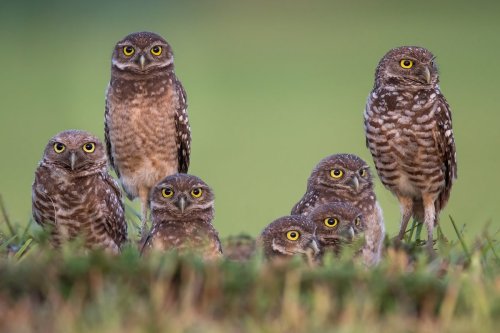 From a 'shrewdness of apes' to a 'bloat of hippopotamuses' here are the weirdest collective nouns | Discover Wildlife