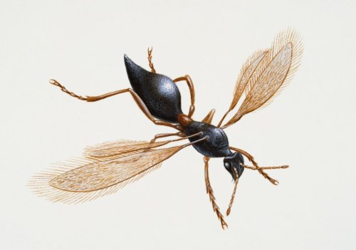 Meet the fairy wasp, a particularly deadly parasitic wasp