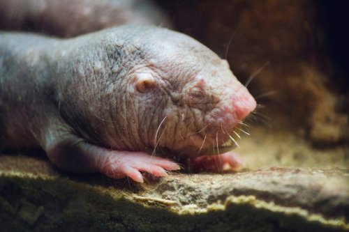 The naked mole rat's superpower: Here's what it reveals about living longer
