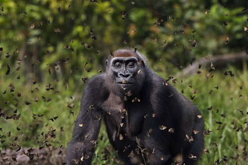 Serene gorilla in a cloud of butterflies wins Nature Conservancy Photo Contest 2021