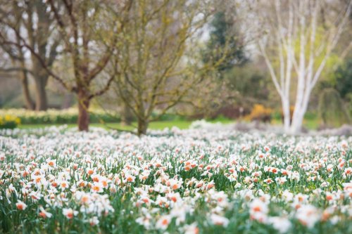 Beautiful gardens with daffodils and spring displays - gardens to visit that will look great this month