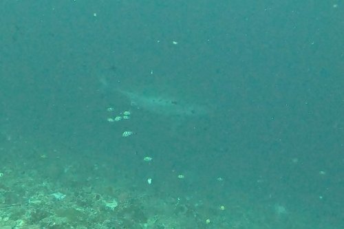 Divers in Bali thought this huge shape was a whale shark, but it wasn't