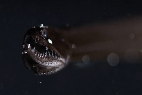 Dragon of the abyss: this rarely seen deep-sea creature is like a shadow with fangs