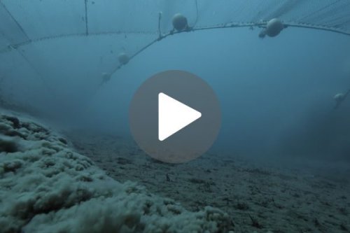 “It’s hard to imagine a more wasteful way to catch fish” David Attenborough narrates never-before-seen footage of destructive bottom trawlers | Discover Wildlife