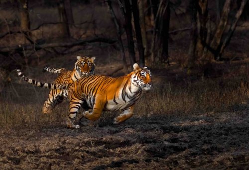 Bengal tigers brawling in the ethereal light of an Indian forest among magnificent images celebrated in new book